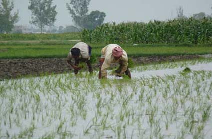 planting rice image